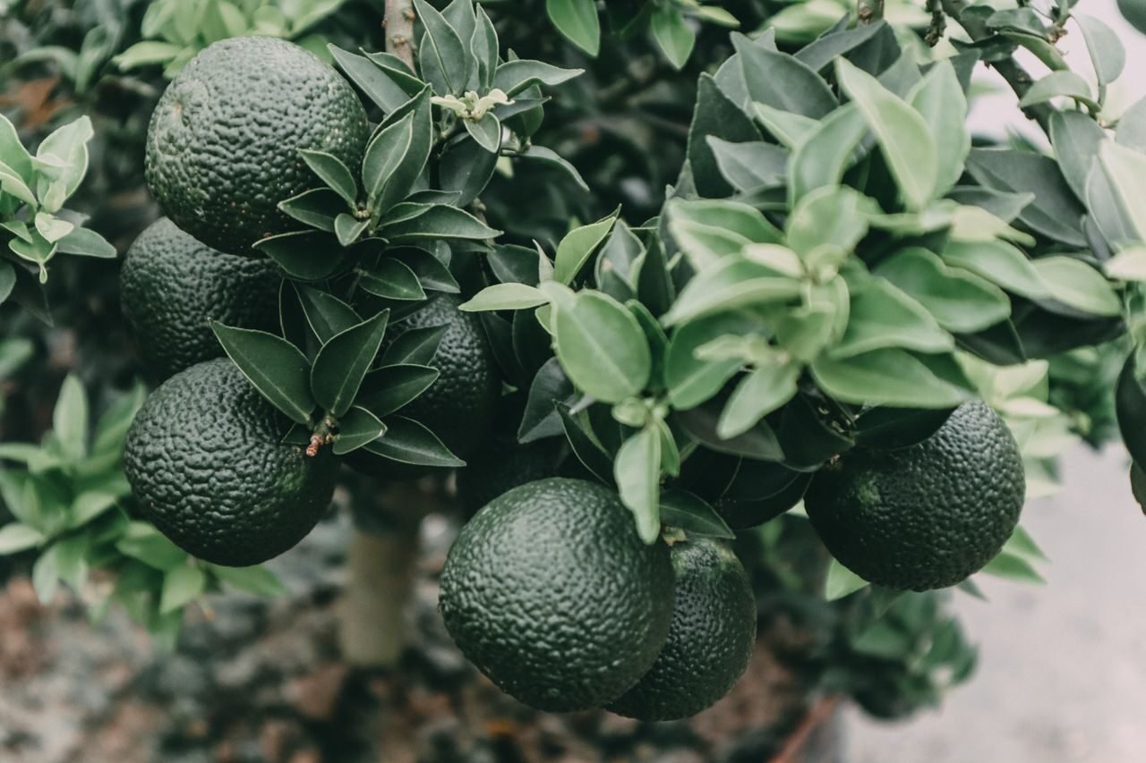 close-up of citrus fruit, a natural source of vitamin C