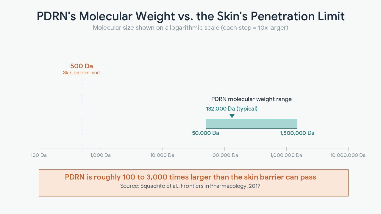 chart comparing PDRN molecular weight to the 500 Dalton skin penetration threshold
