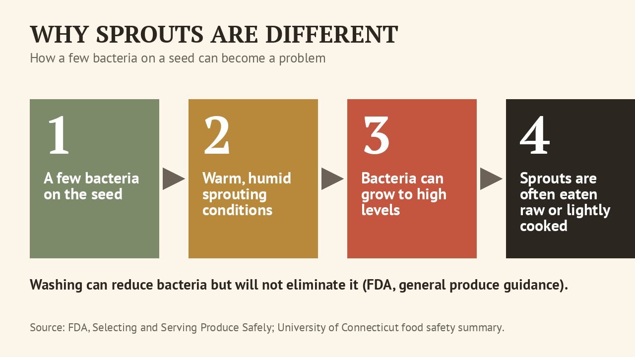 Flow card showing bacteria on seeds multiplying in warm, humid sprouting conditions